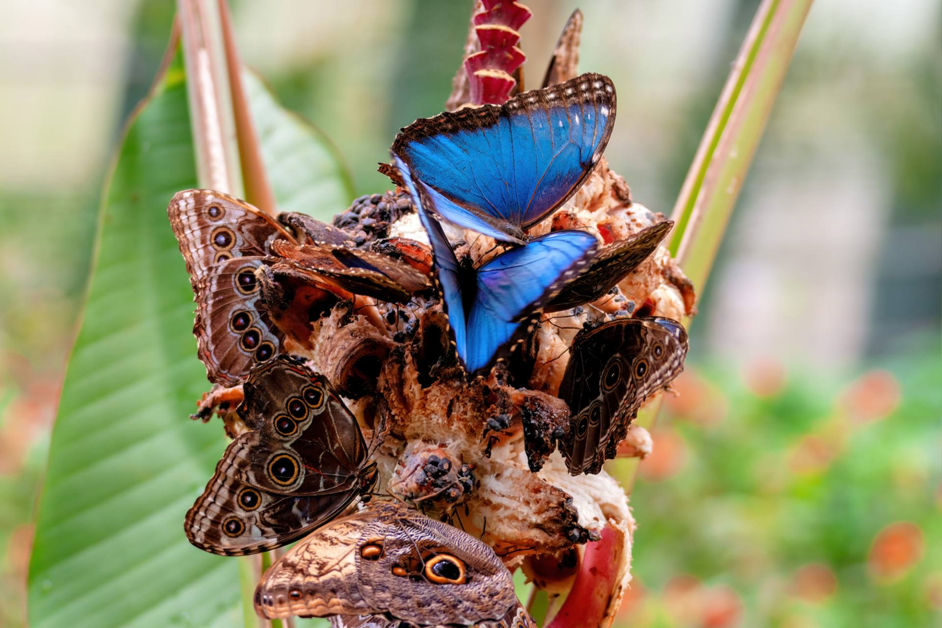 Blauer Morphofalter (Morpho peleides[1]) oder Himmelsfalter